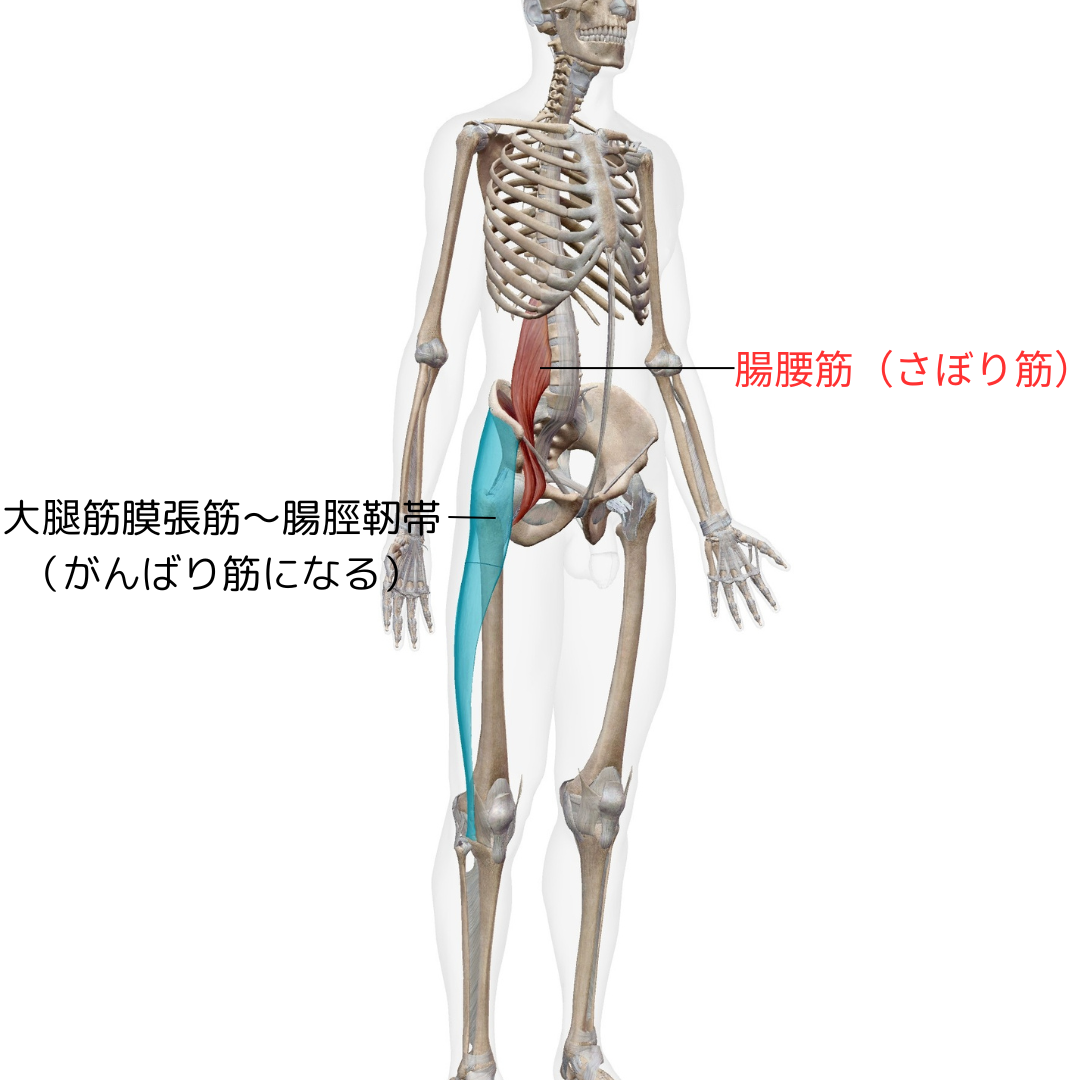 ●膝痛　膝の外側が痛む原因には、弱っている筋肉がある？  茨木市