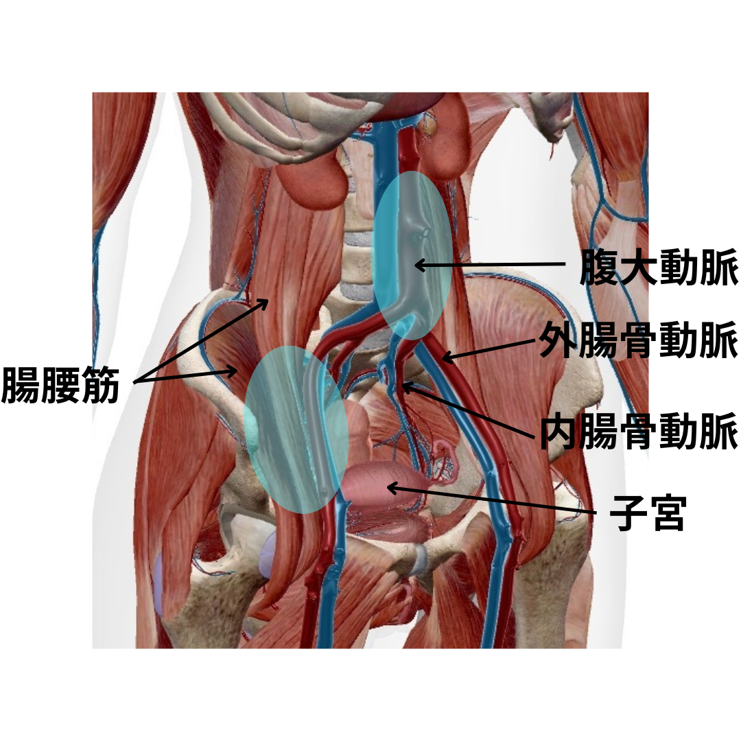 ●不妊症　腹部の状態と血流障害、冷え　静岡県沼津市