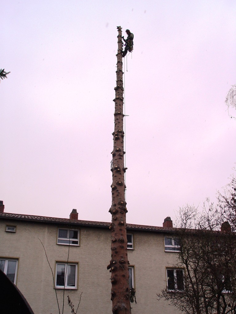 GärtnerBaumpflegerHausmeisterMainz Alles rund um Ihr Haus!