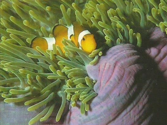 Clownfisch