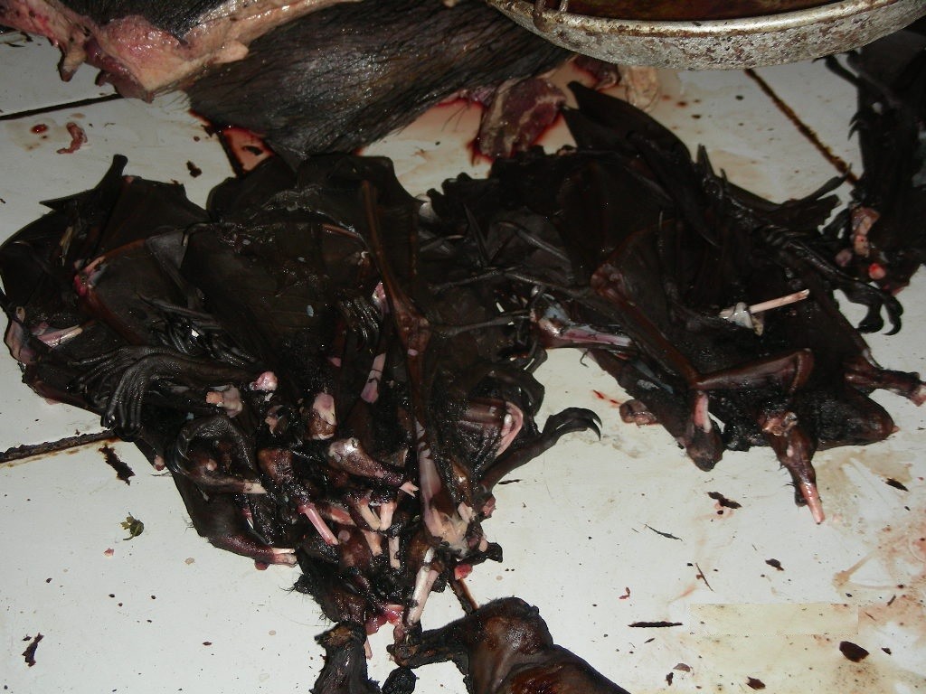 abgefackelte Fledermäuse