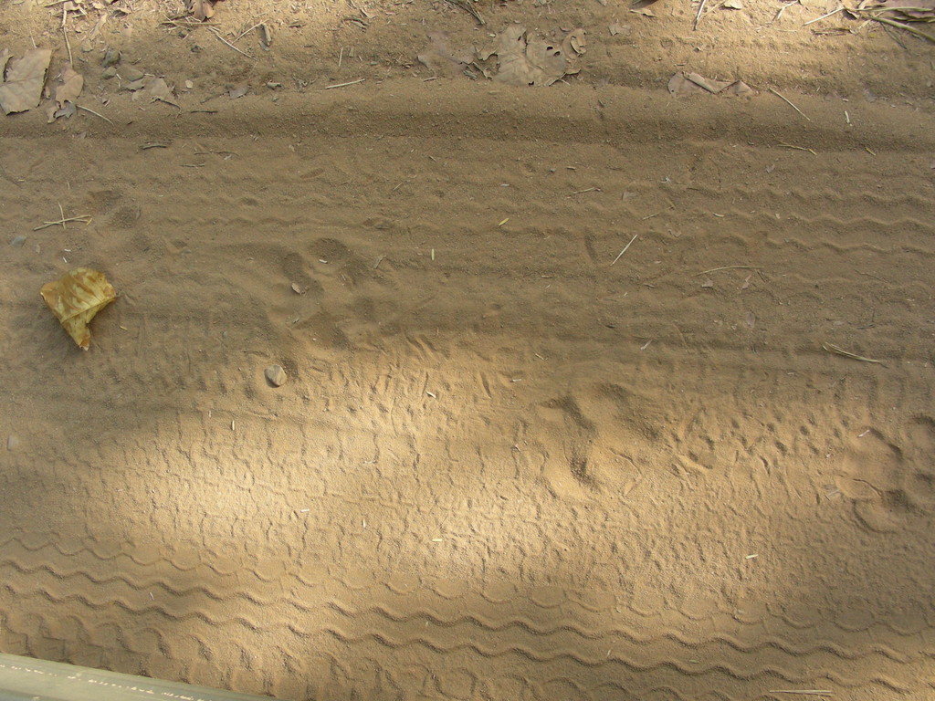 Die ersten Spuren im Sand