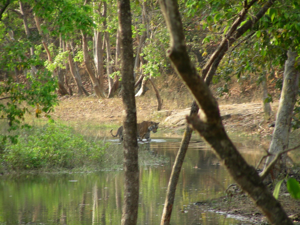 "Wasser-Tiger"
