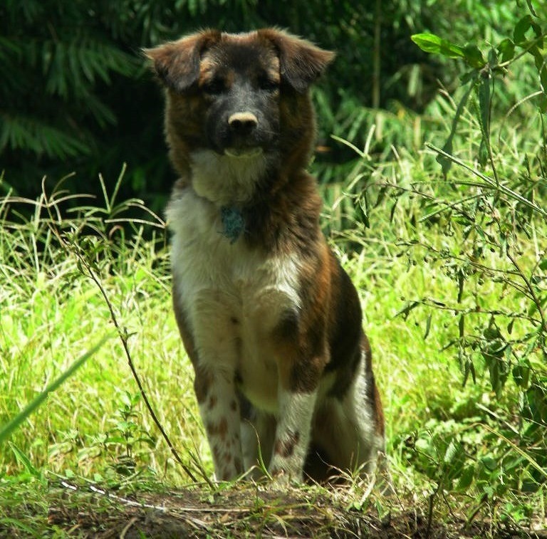 Wuff - ein allerletzter Gruss aus dem Land der Minahasa