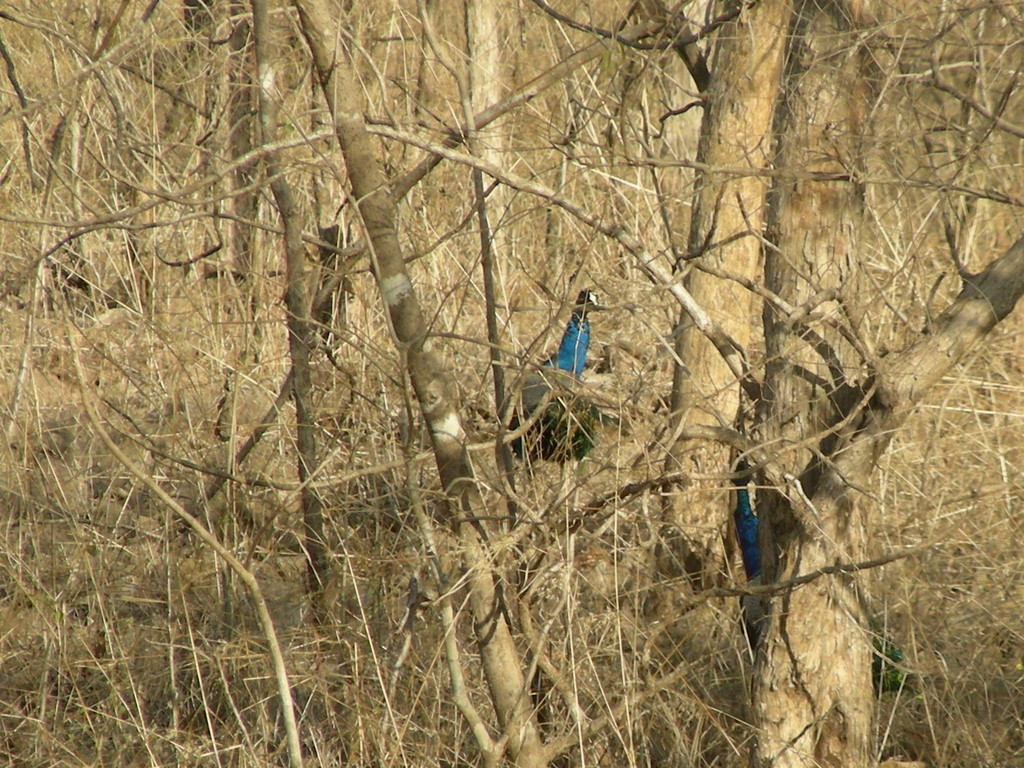 Pfau