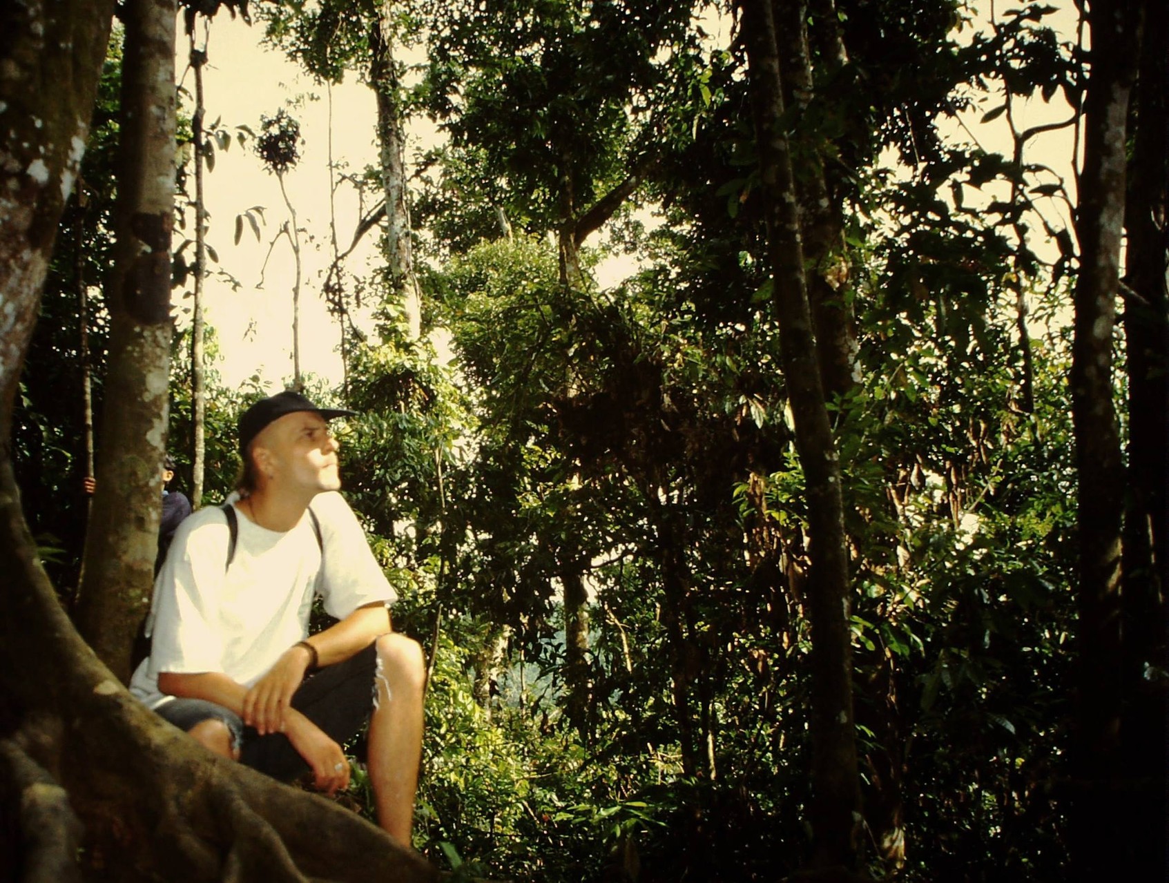 Orang-Utan watching
