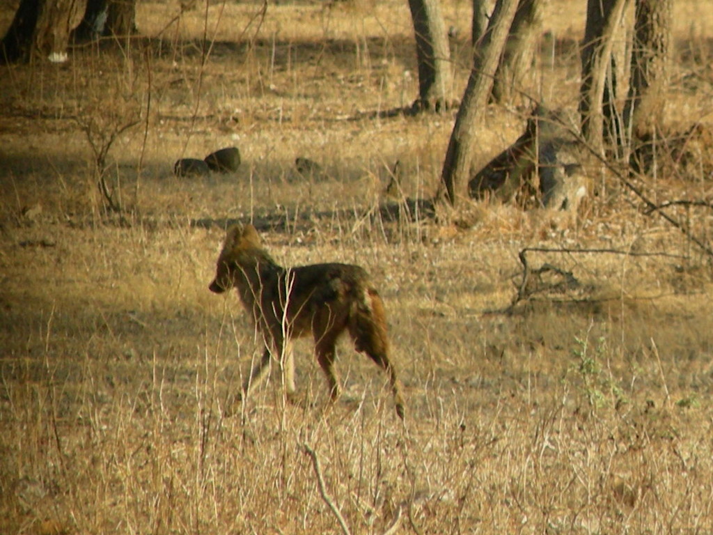 Schakal im Gir Nationalpark