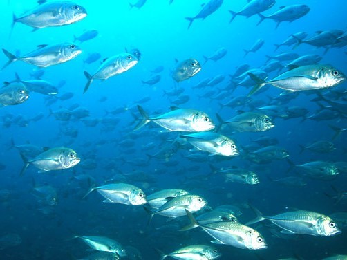 hier giebt´s riesige Fischschwärme