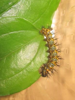 ルリタテハの４齢幼虫