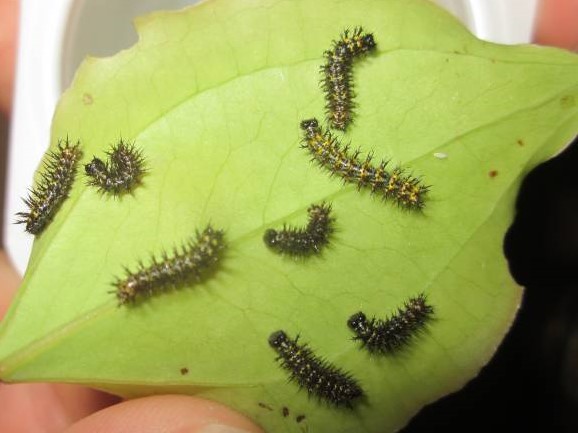ルリタテハの３齢幼虫