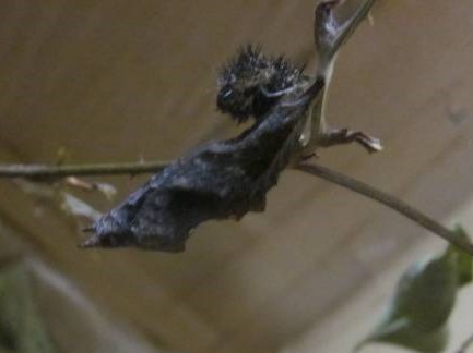 羽化寸前の蛹　フラッシュ無し撮影