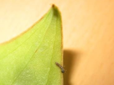 ルリタテハの１齢幼虫