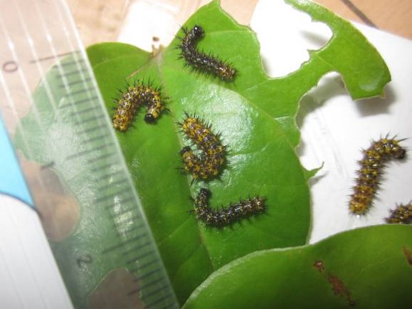ルリタテハの４齢幼虫達
