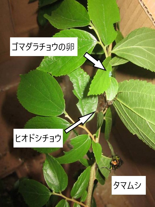 ゴマダラチョウの卵