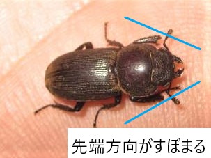 スジクワガタのメス
