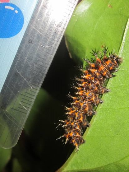 ルリタテハの5齢幼虫