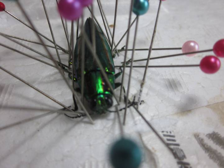 まむし2匹の乾燥品 標本 【公式通販】