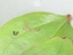 ルリタテハの１齢幼虫