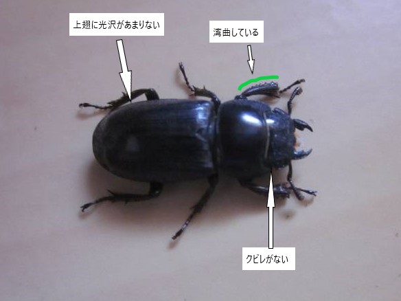 ヒラタクワガタ捕獲 昆虫の捕まえ方 育て方 図鑑 ヒラタクワガタ捕獲 昆虫の捕まえ方 育て方 図鑑