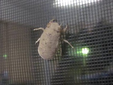 ニイニイゼミの羽化１