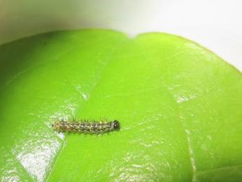 ルリタテハの２齢幼虫