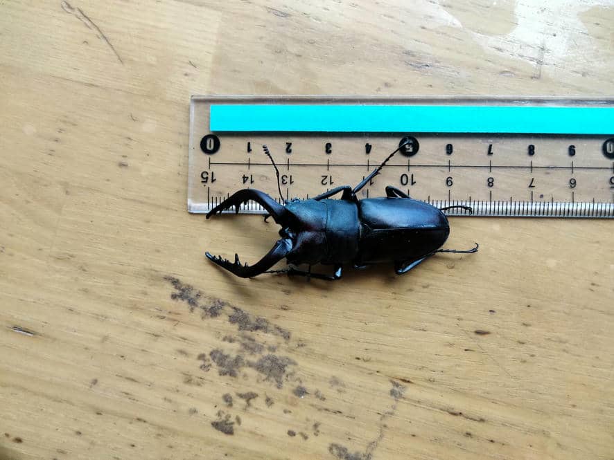 ノコギリクワガタ捕れました