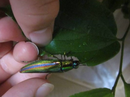 タマムシがエサを食べている