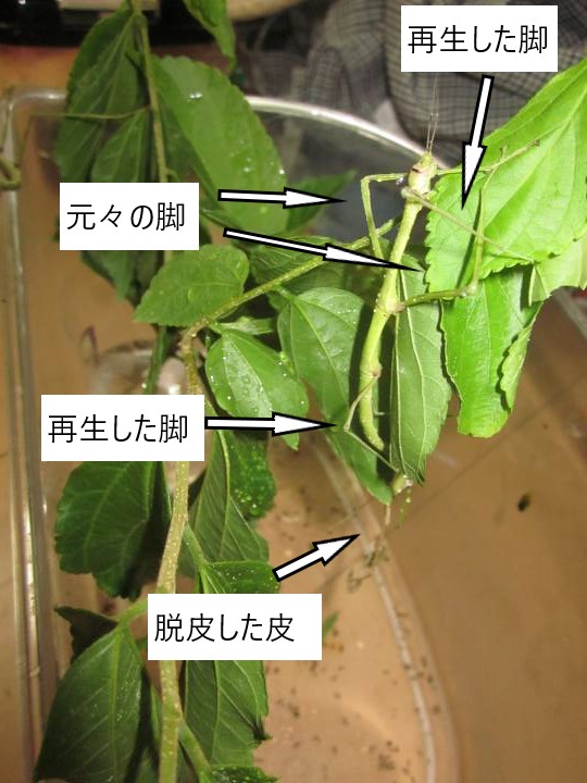 脚が再生したナナフシ