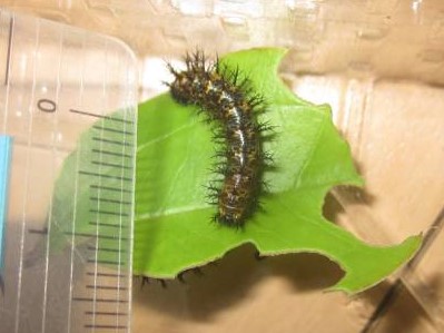ルリタテハの４齢幼虫