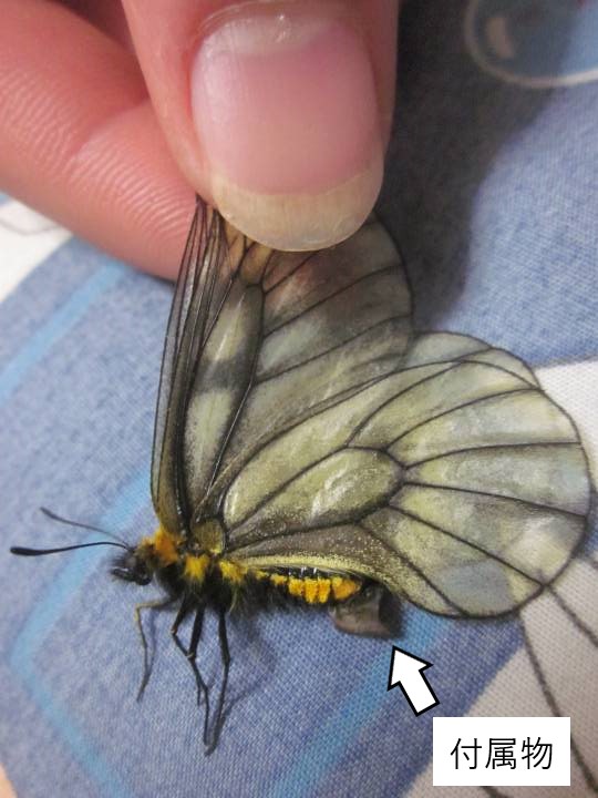 ハニングトンウスバシロチョウ 昆虫採集】ウスバシロチョウが無限に舞うポイントを見つけて