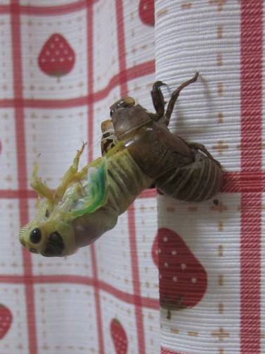 成虫がのけぞって出て来る