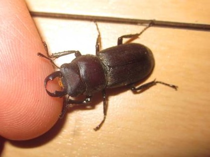 少し大きいオス