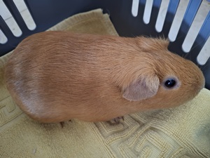 Cavia Care - Notnager e. V. - Ingelheim am Rhein