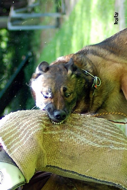 ....im richtigen Leben ist er Steffi`s Sofahund!