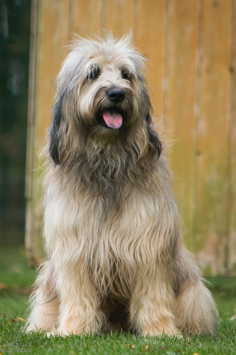 Emil Buddy - ein Abbild seiner Mama Benni