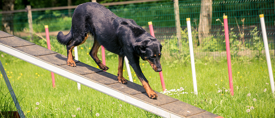 L'Arche d'Ury cours d'agilité pour votre chien