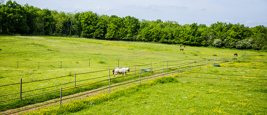 Hébergement de chevaux Pré-box Seine et Marne 77