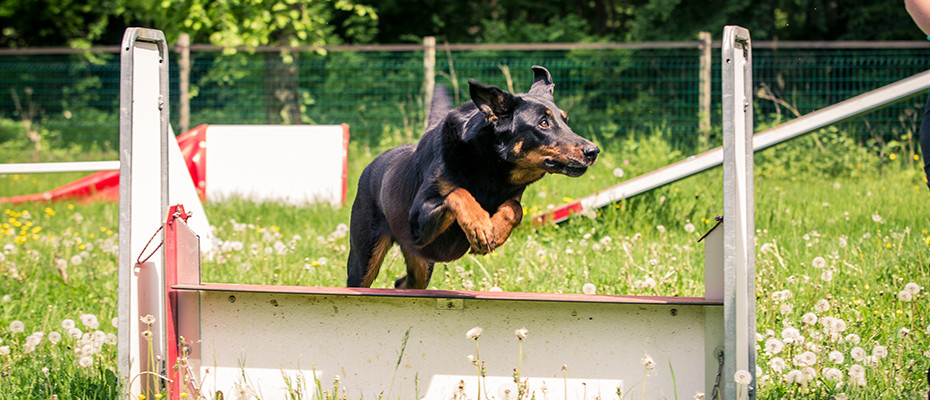 L'Arche d'Ury cours éducation canine 