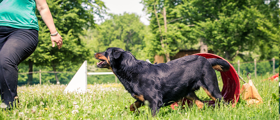 L'Arche d'Ury cours d'agilité pour votre chien Seine et Marne 77