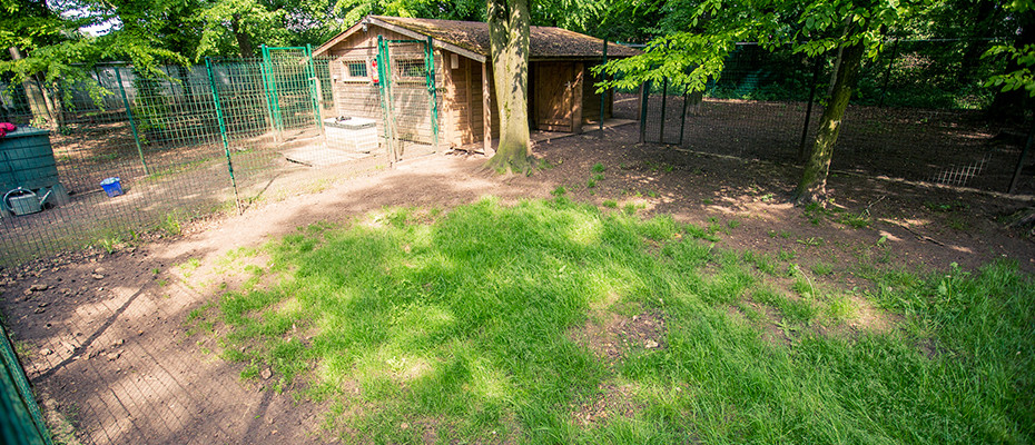 L'Arche d'Ury pension chiens Seine et Marne