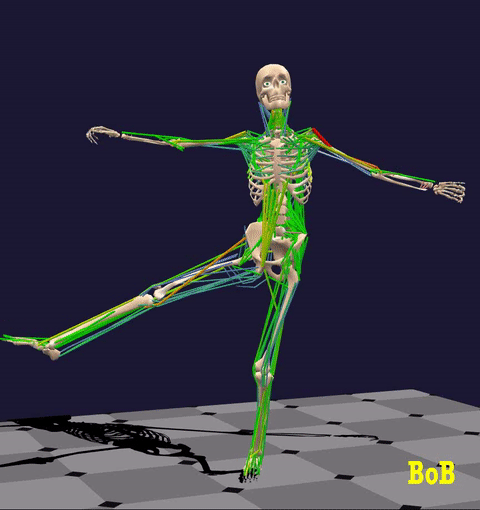 バイオメカニクス解析【BoB】