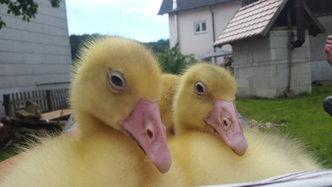 Unglaublich, wieviel Freude sie uns machen.