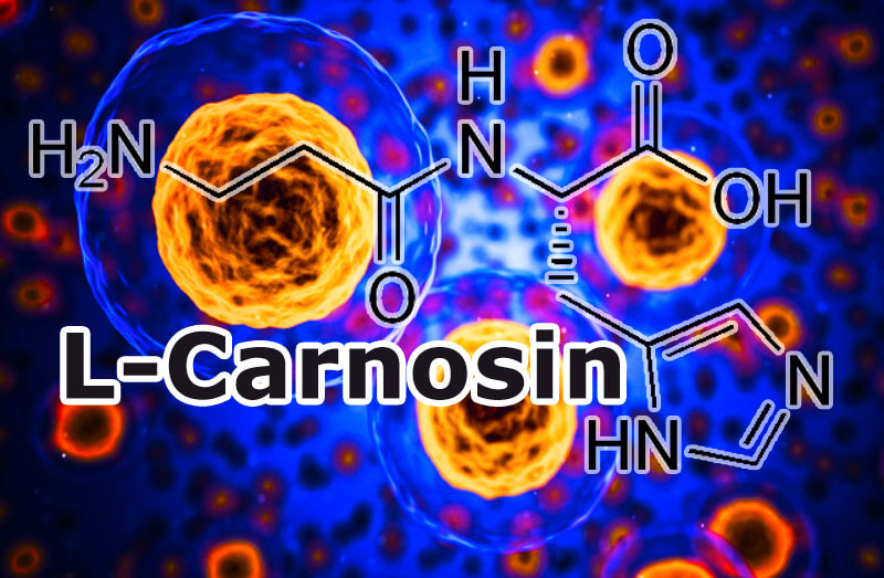 L-Carnosin -Bekämpfung der Gefahren erhöhter Glukose