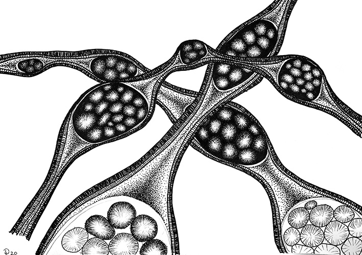 cluster 8 - Zeichnung mit Fineliner, 21/29,7 cm