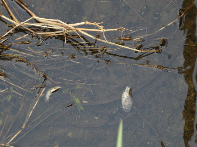 タニシと小鮒の死骸