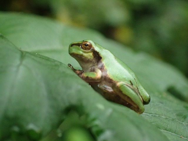 ニホンアマガエル