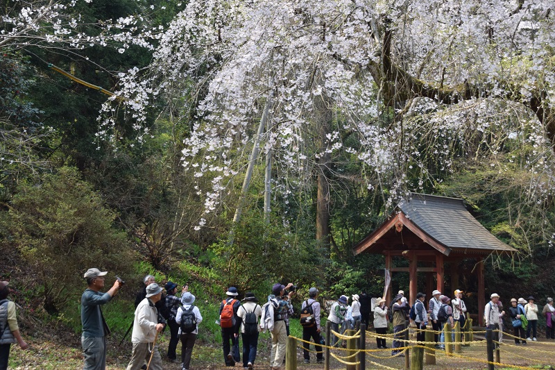 福星寺のシダレザクラ