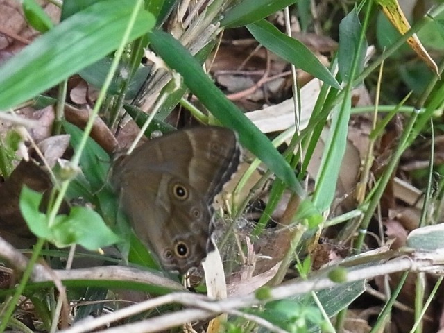 ヒカゲチョウ