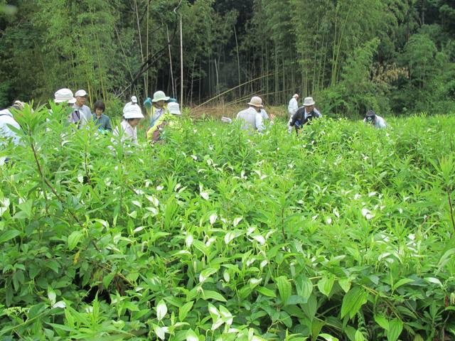 ハンゲショウの自生地　雑草抜きの様子