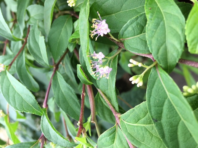 コムラサキの花 四街道自然同好会